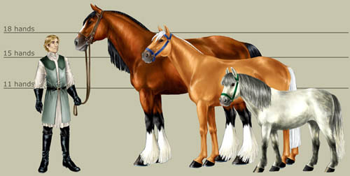 Horse scale chart 500.jpg