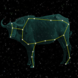 Constellation of the Ox