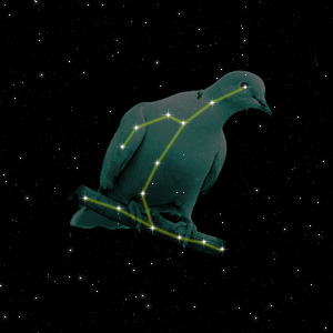 Constellation of the Dove