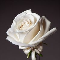 a pristine white Therengian rose